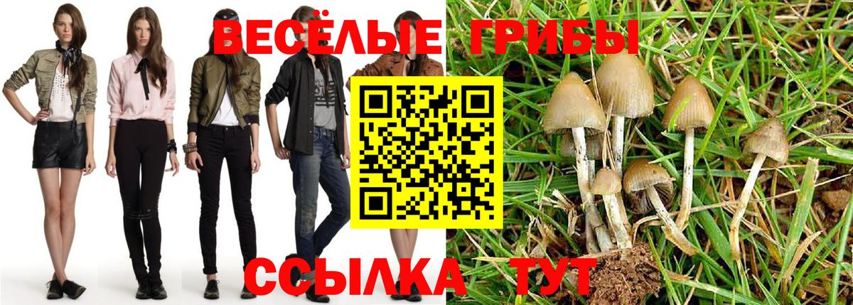 Псилоцибиновые грибы Cubensis Курчалой