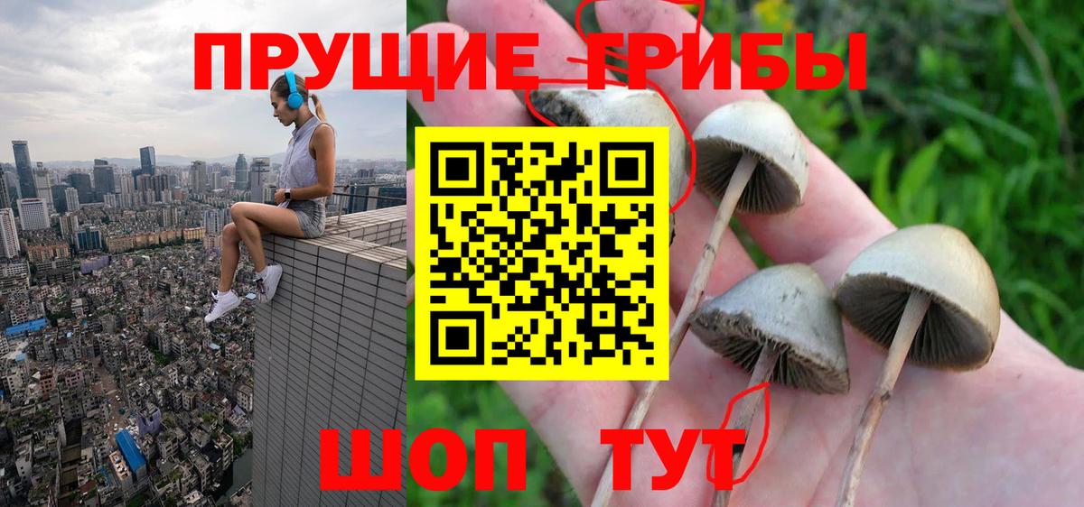 Курчалой  Псилоцибиновые грибы Magic Shrooms  Вход с VPN  Галлюциногенные грибы Cubensis 